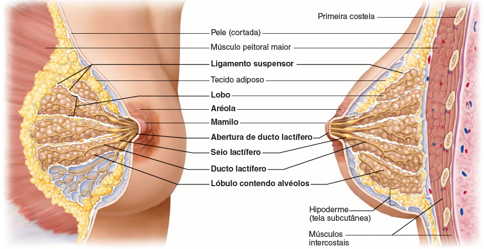 Anatomia detalhada da mama: ligamento suspensor, lobos, ductos lactíferos, aréola, mamilo e músculos intercostais.